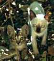 Siam Cat, kittens in Thailand